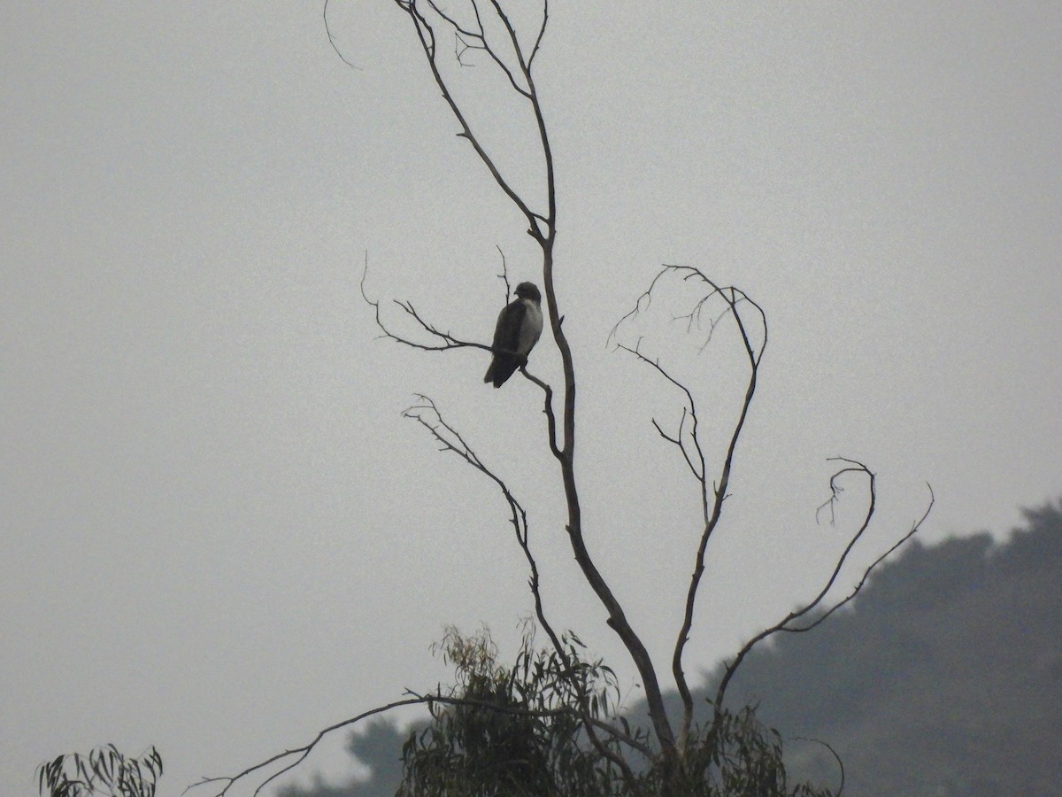 Red-tailed Hawk - ML647468469