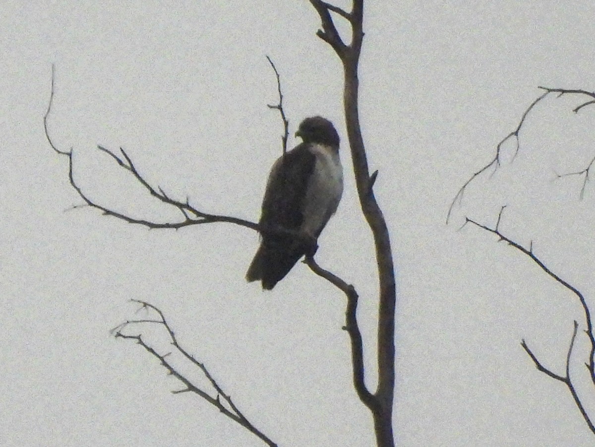 Red-tailed Hawk - ML647468474