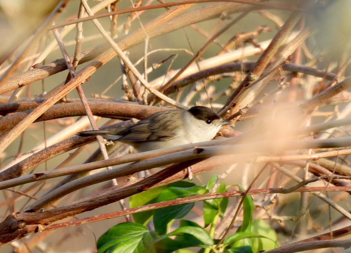 Eurasian Blackcap - ML647468475