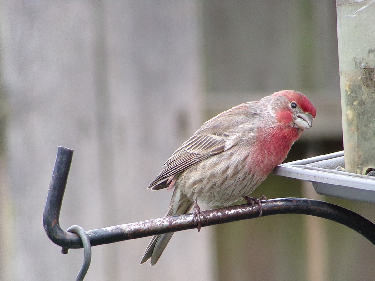 House Finch - ML647468476