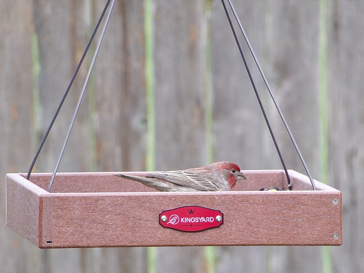 House Finch - ML647468477