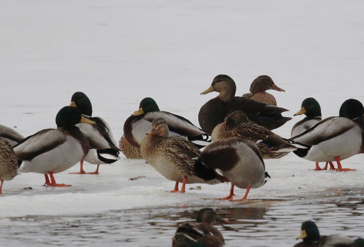 American Black Duck - ML647468479