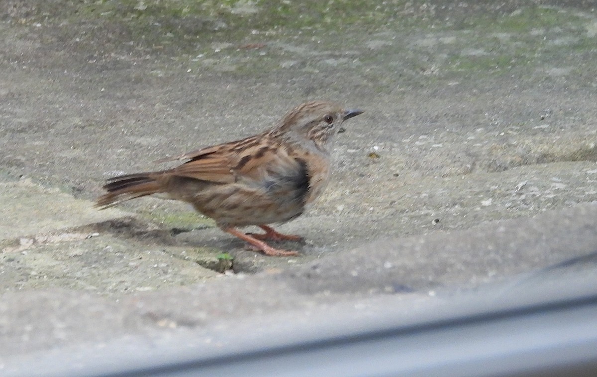 Dunnock - ML647468571