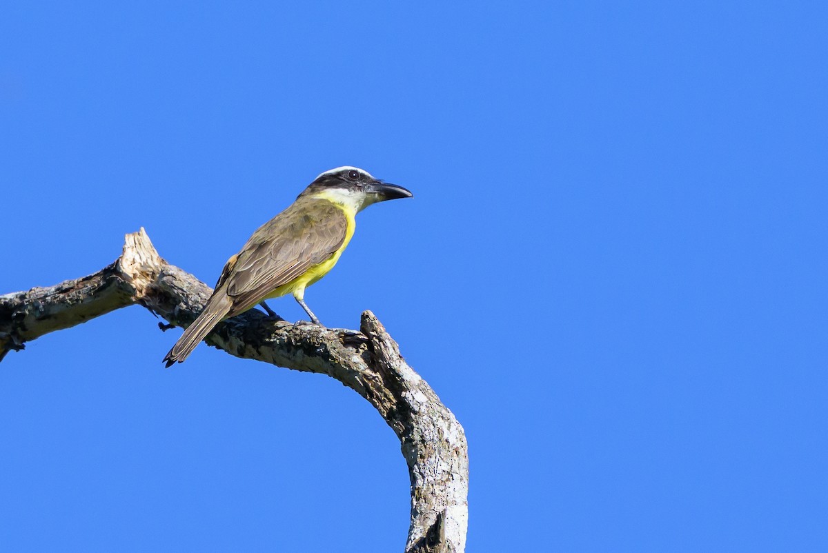 Boat-billed Flycatcher - ML647468582
