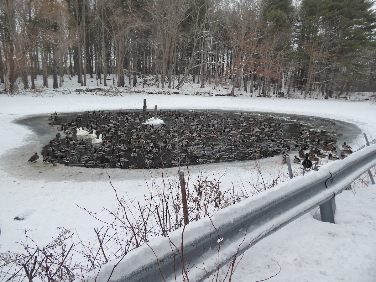 Germano reale - ML647468586