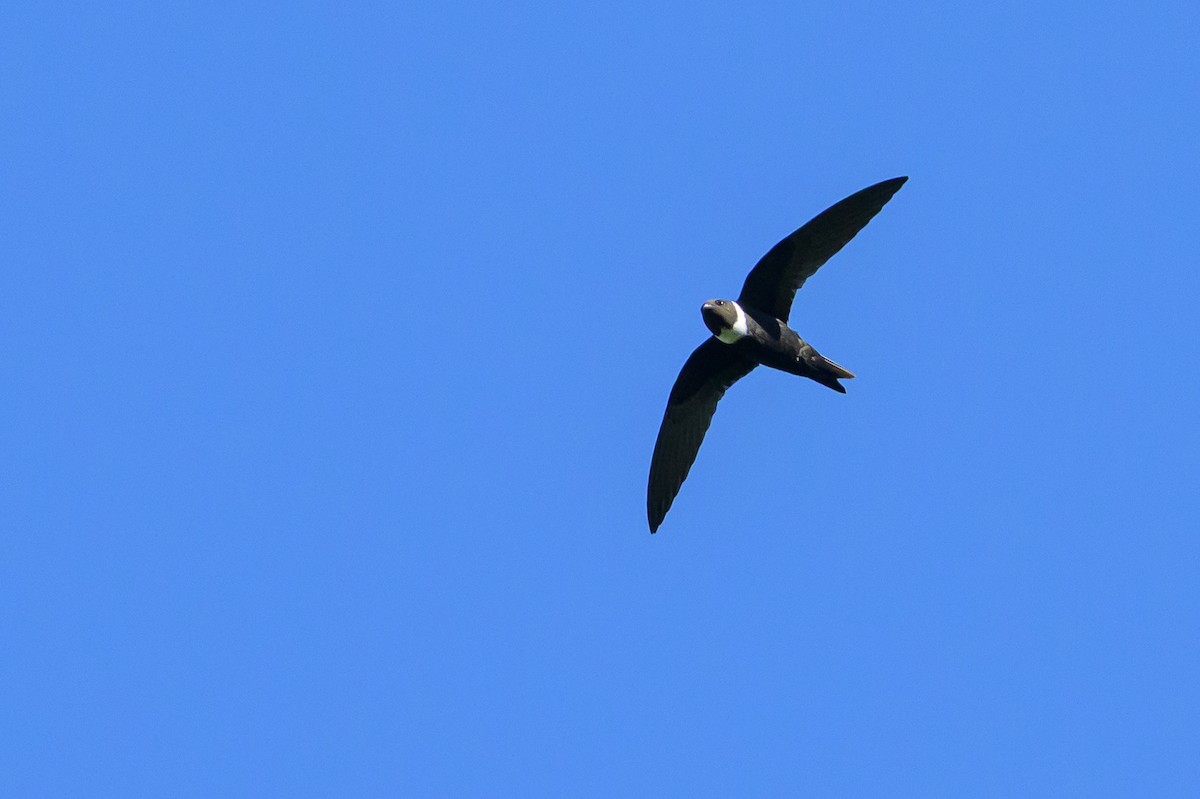 White-collared Swift - ML647468593