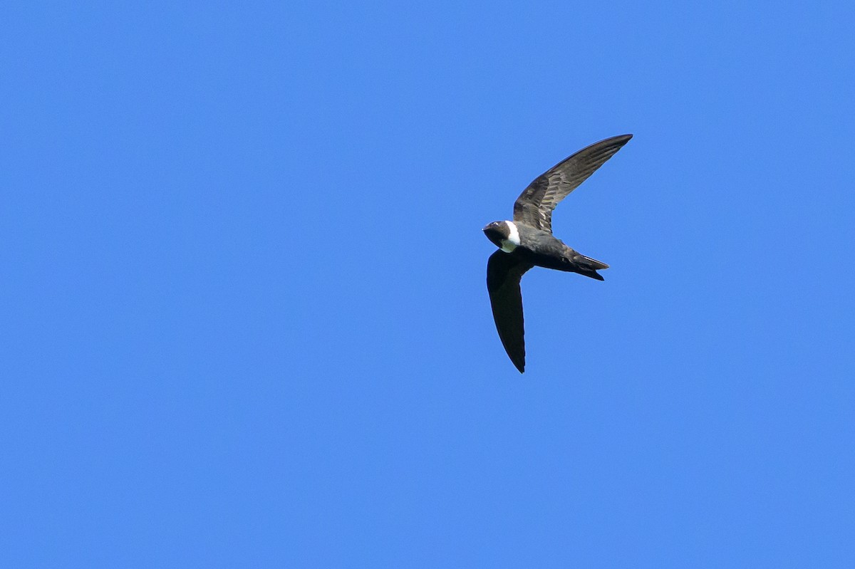 White-collared Swift - ML647468595