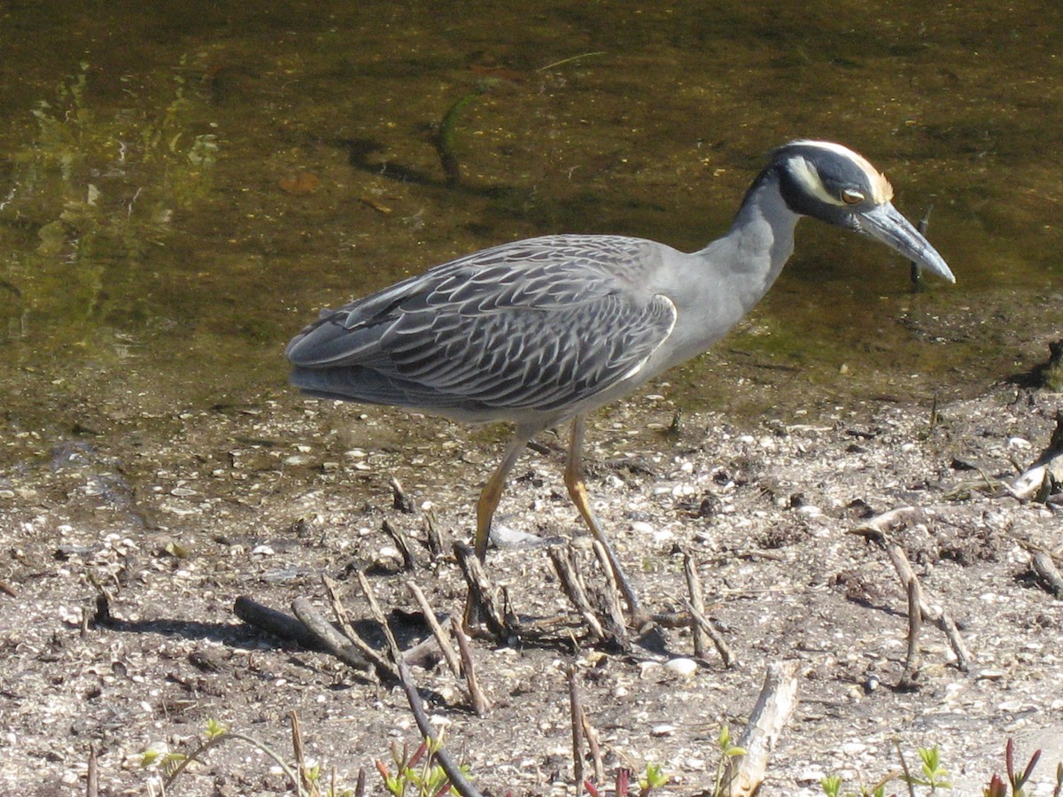 Yellow-crowned Night Heron - ML647468597