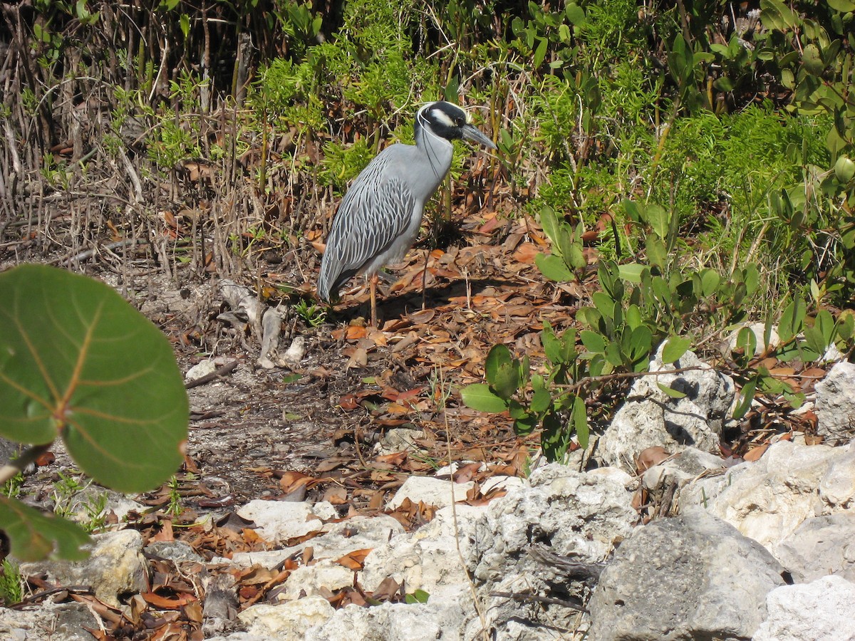Yellow-crowned Night Heron - ML647468598