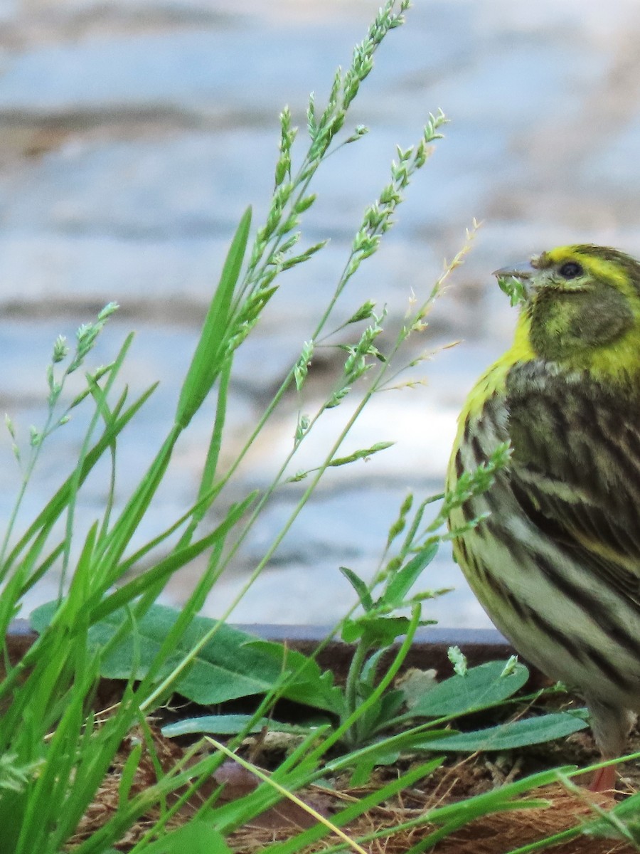 European Serin - ML647468617