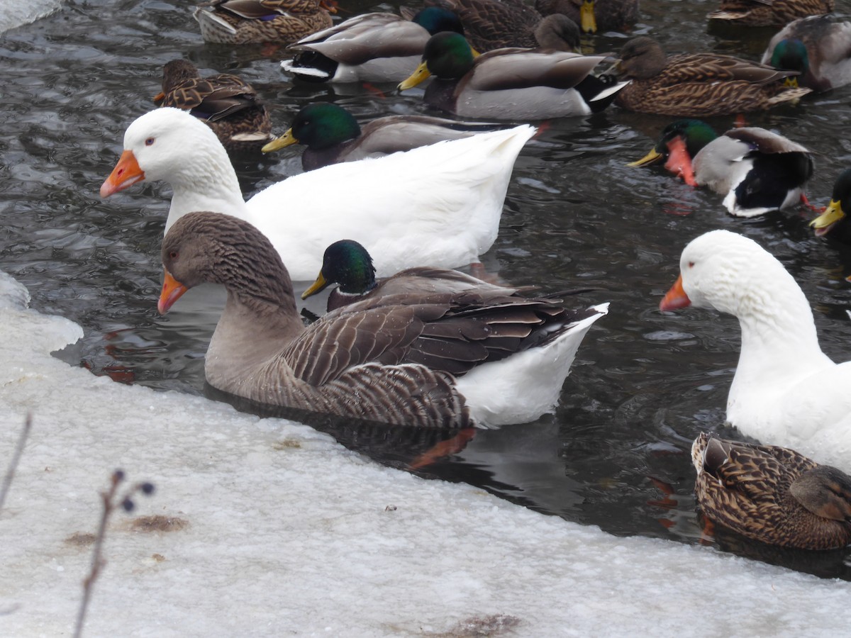 Oca domestica - ML647468630