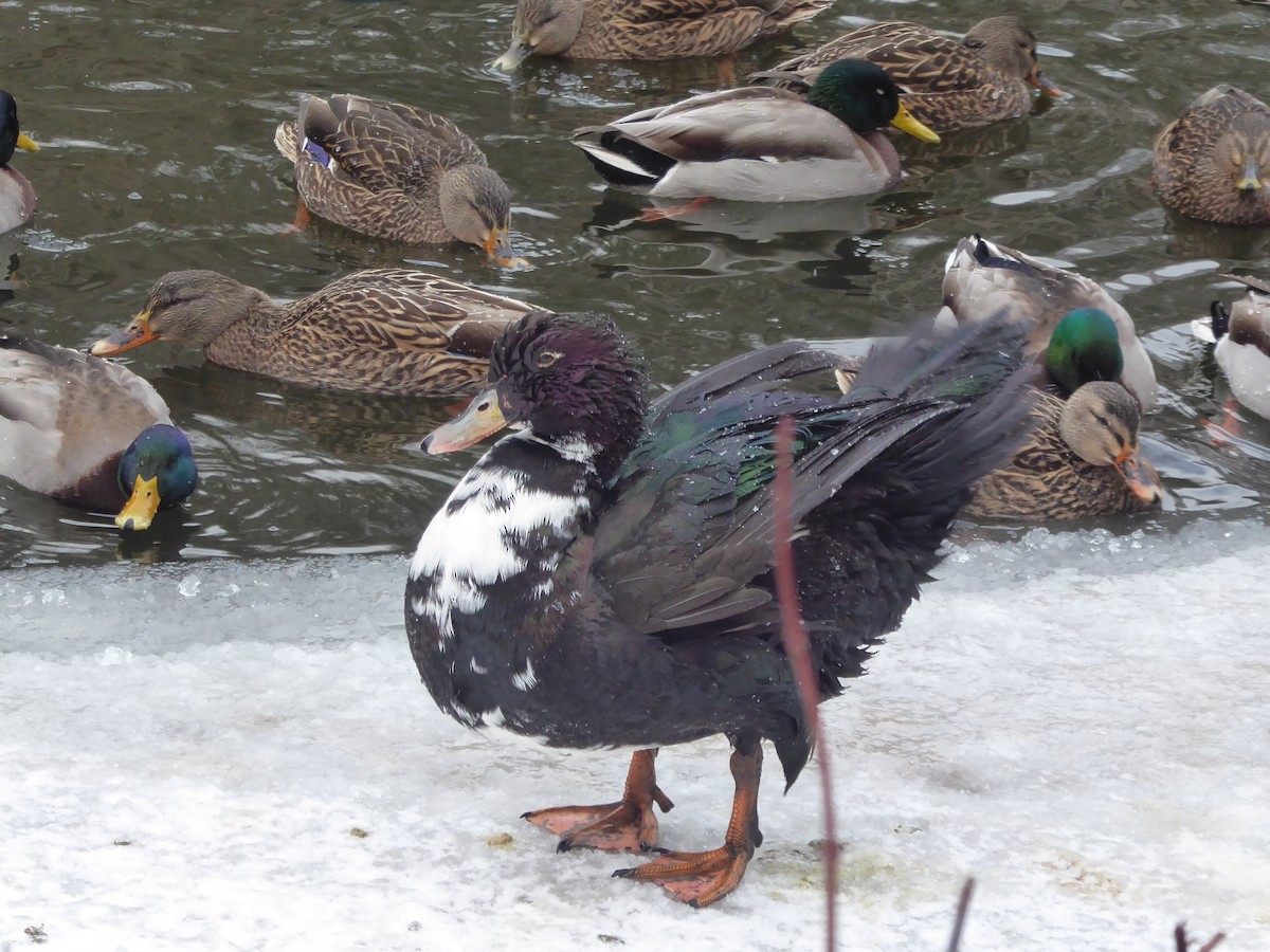 Oca domestica - ML647468631