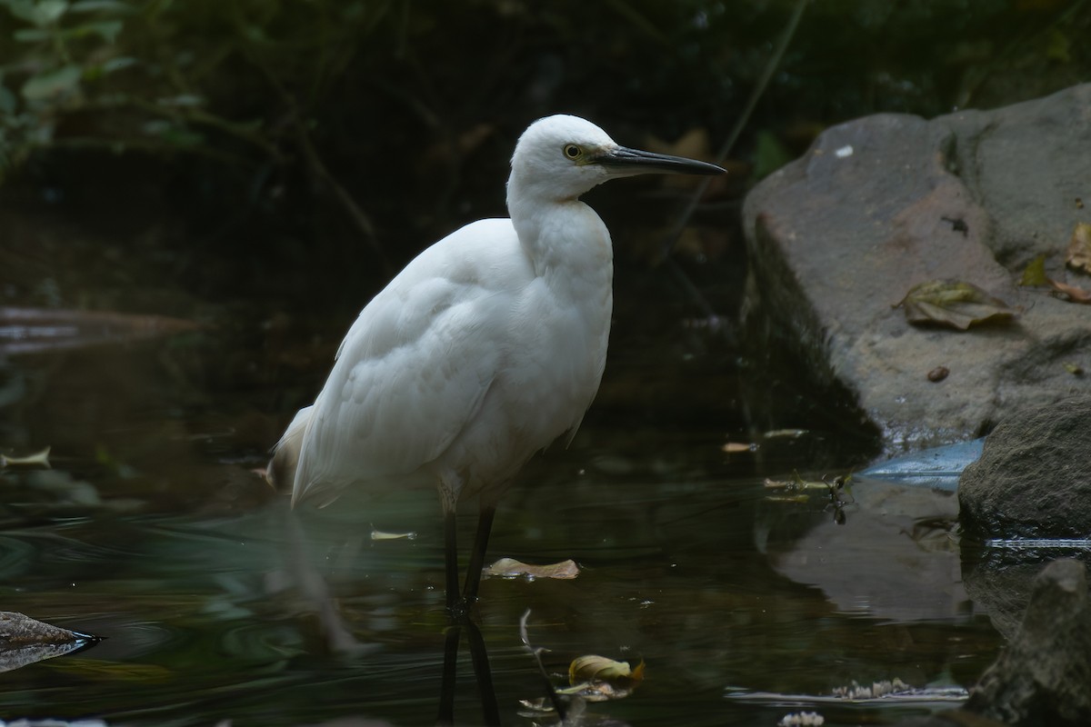 Little Egret - ML647468639