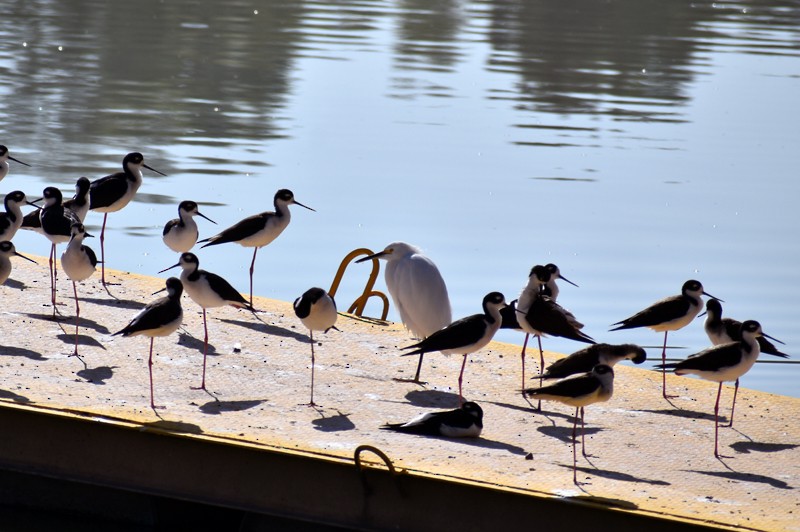 Aigrette neigeuse - ML647468671