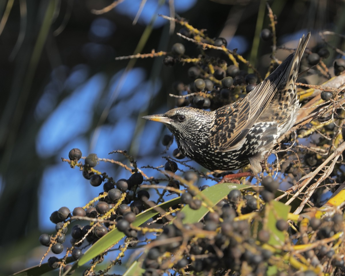 Étourneau sansonnet - ML647468674