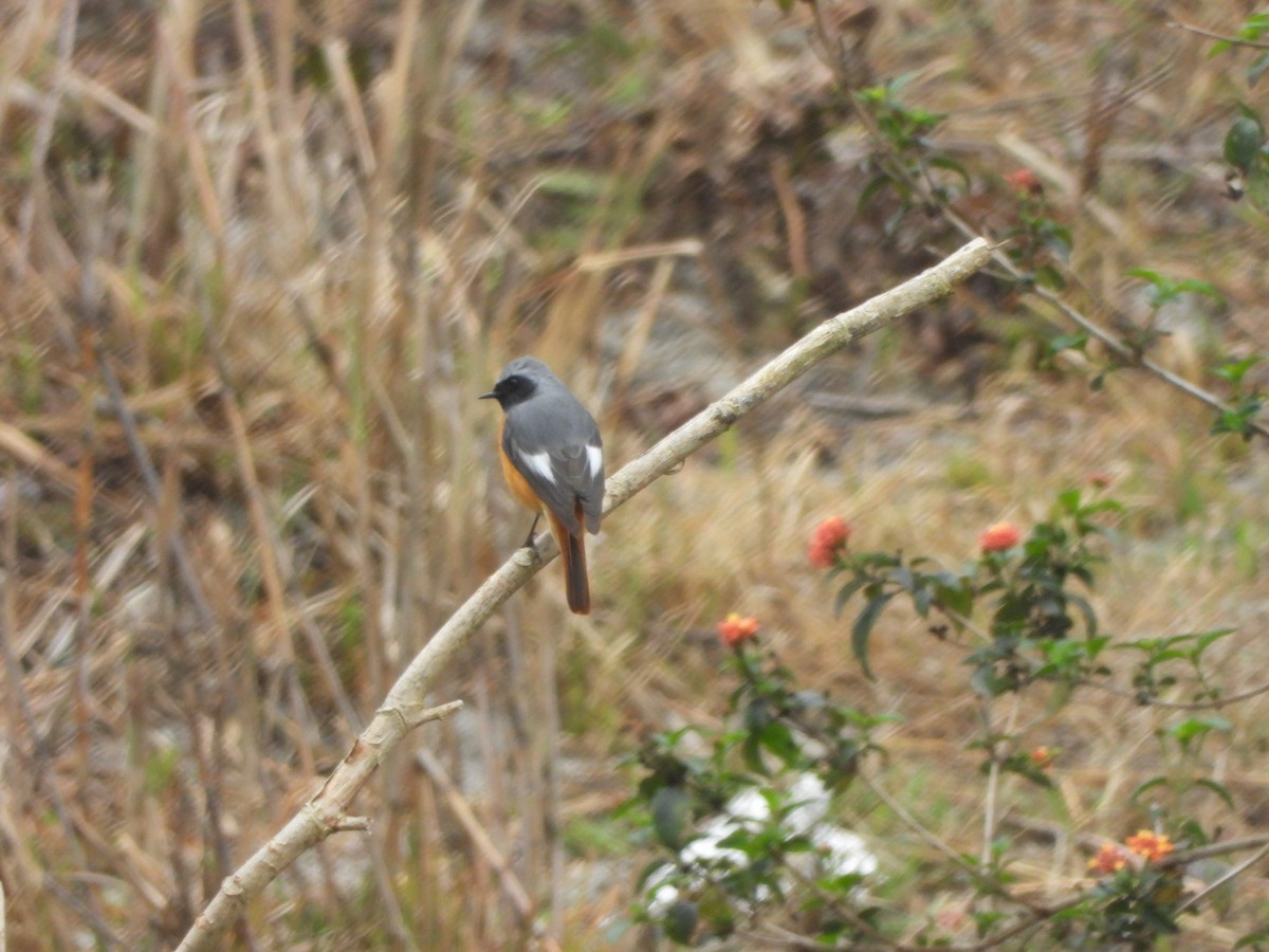 Rougequeue de Hodgson - ML647468675