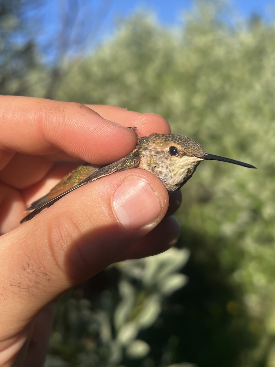 Colibri roux - ML647468677