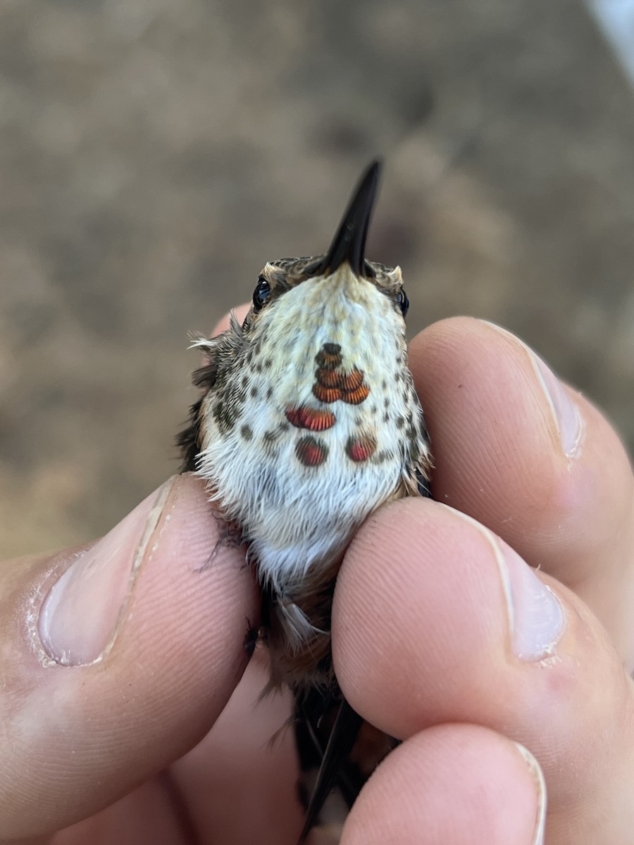 Colibri roux - ML647468678