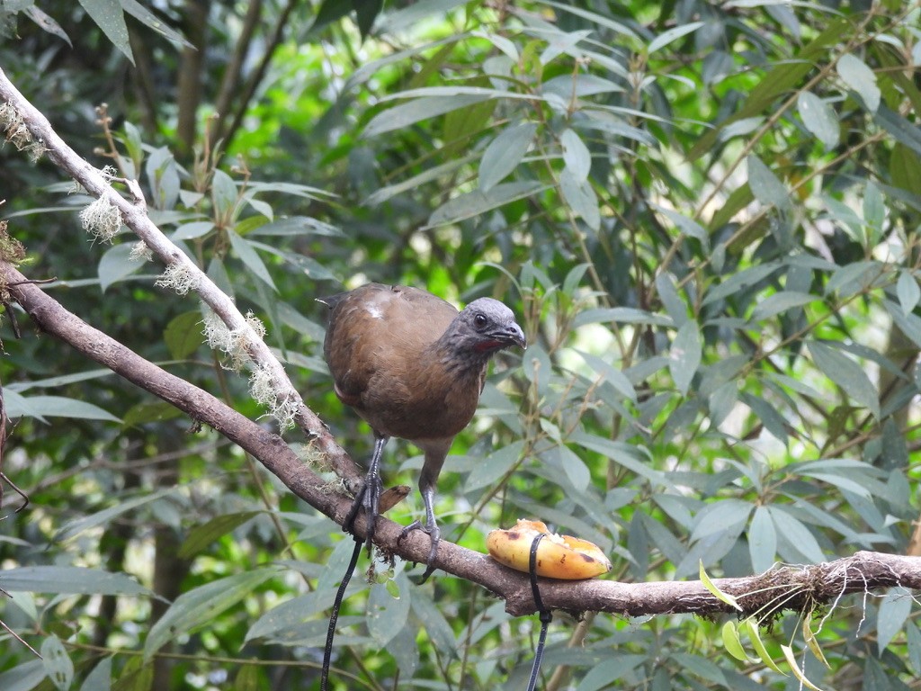 Ortalide à tête grise - ML647468681