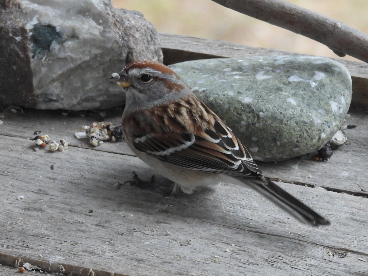 Bruant hudsonien - ML647468683