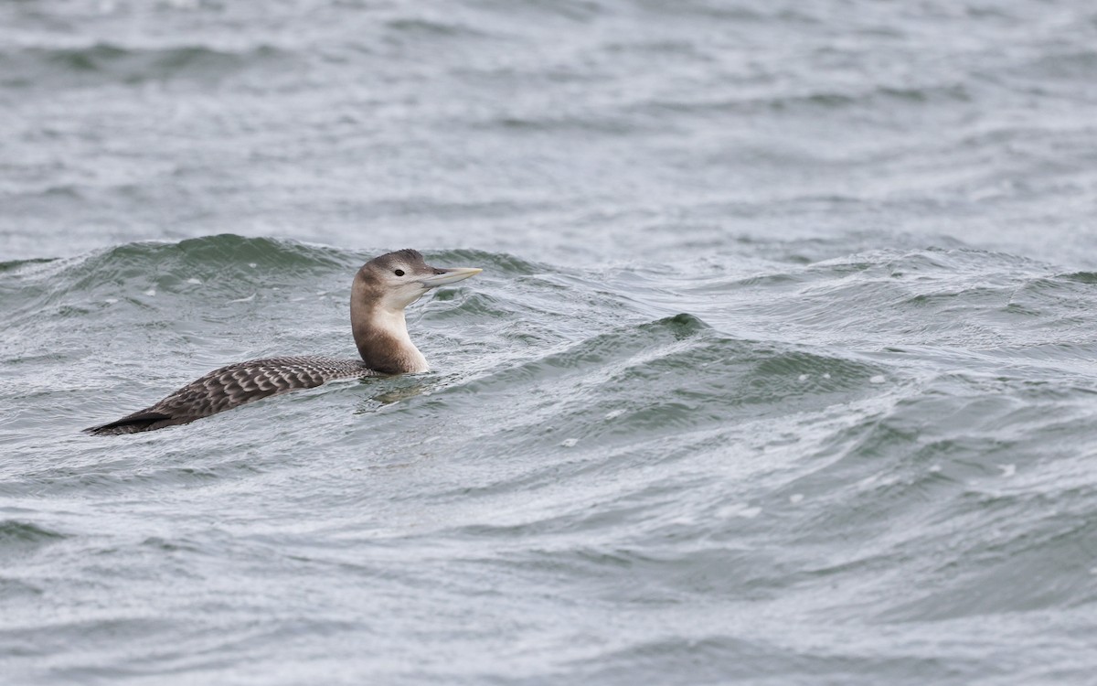 Plongeon à bec blanc - ML647468685