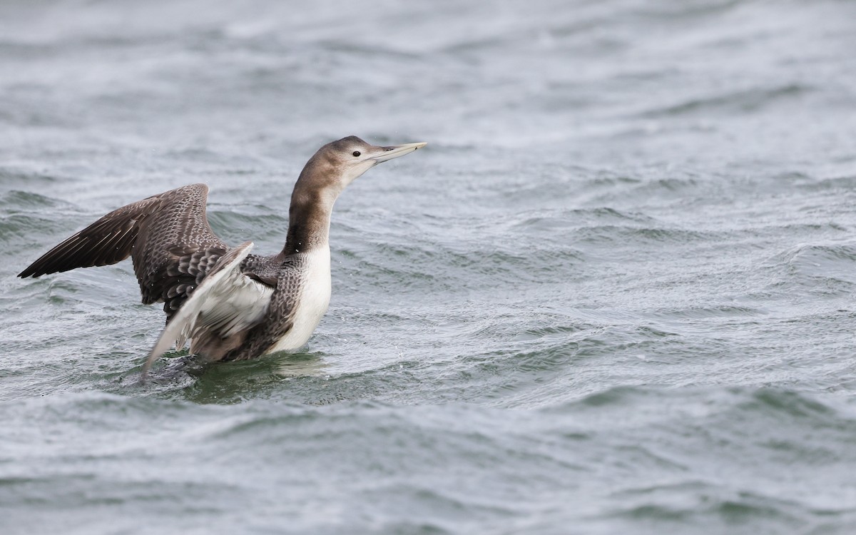 Plongeon à bec blanc - ML647468686