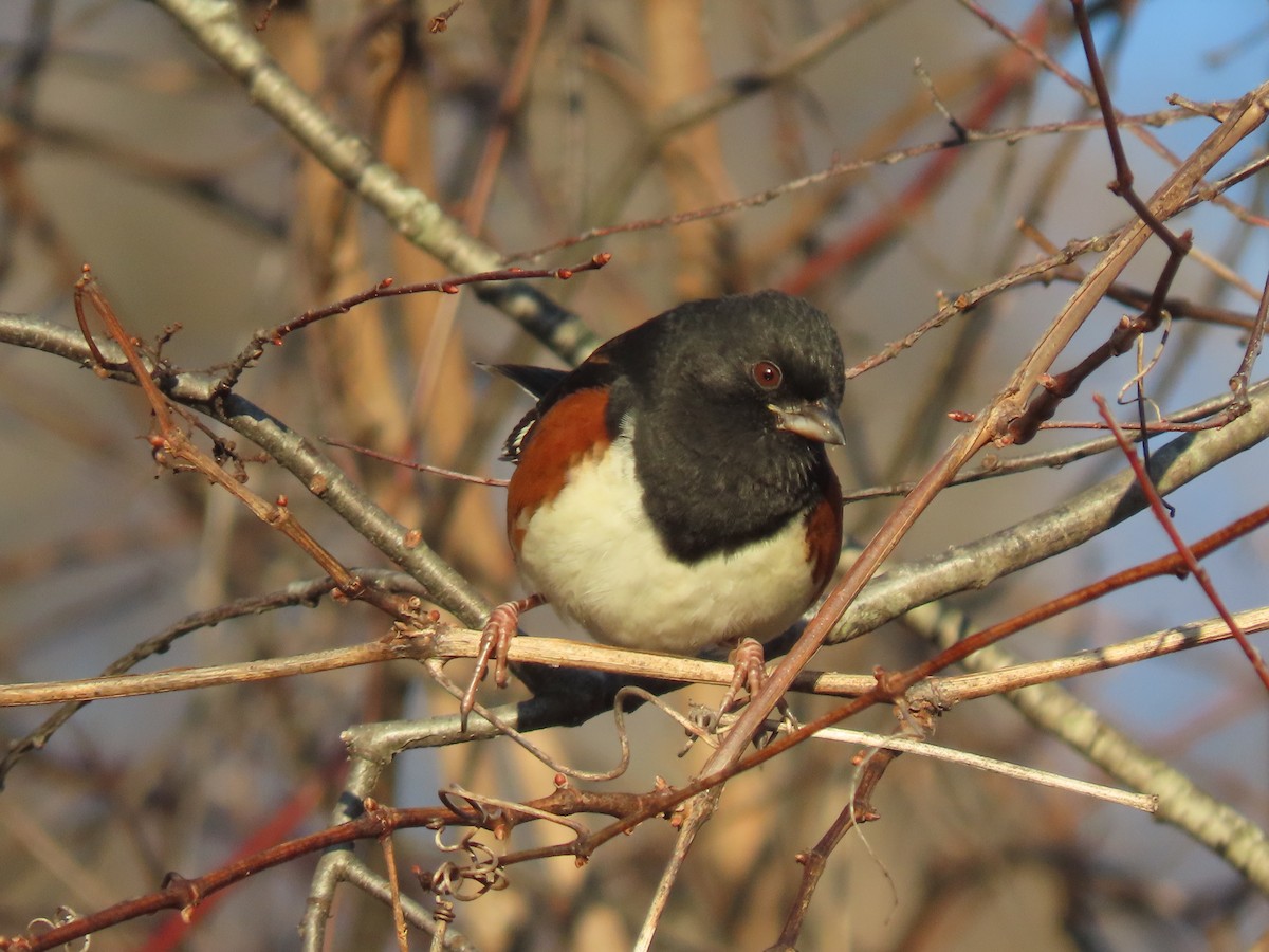 Tohi à flancs roux - ML647468689