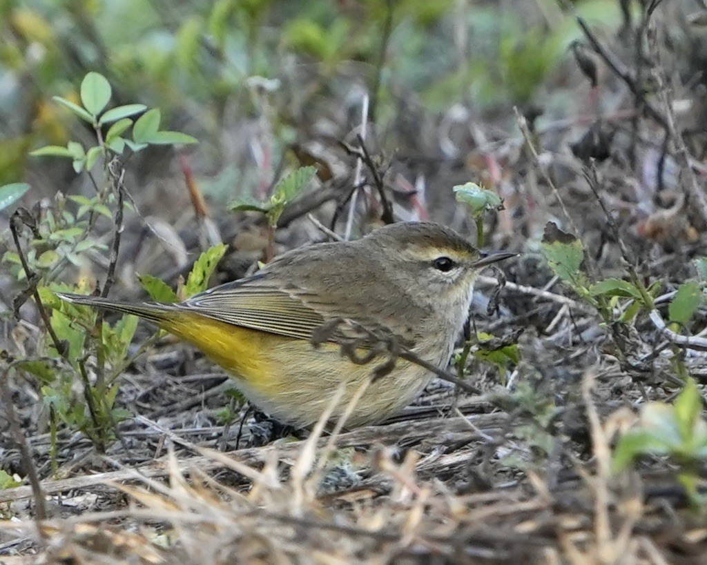 Paruline à couronne rousse - ML647468690