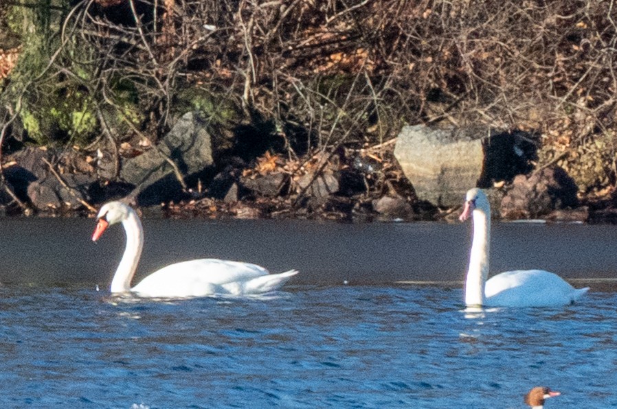 Cygne tuberculé - ML647468693