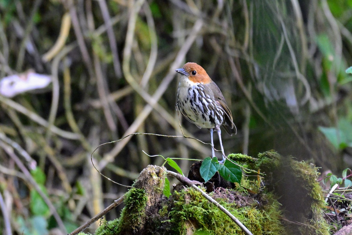 Grallaire à tête rousse - ML647468694
