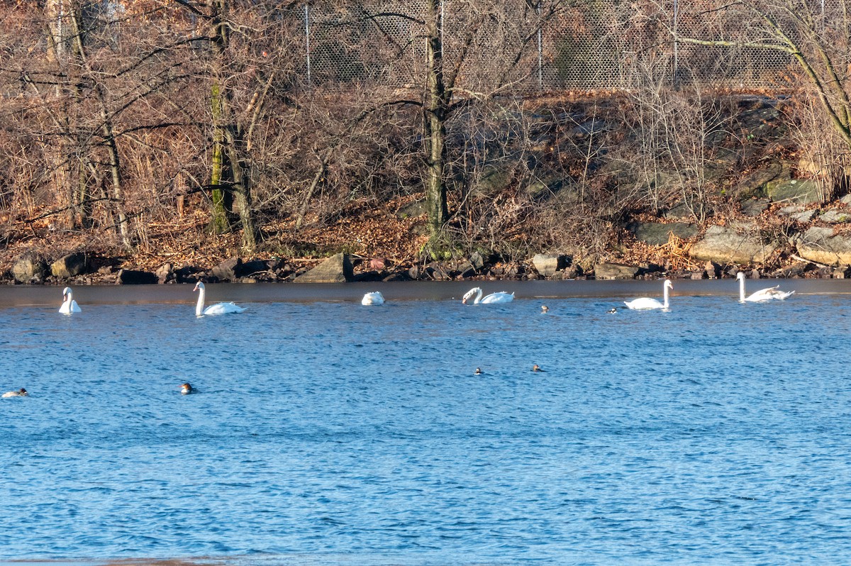 Cygne tuberculé - ML647468695