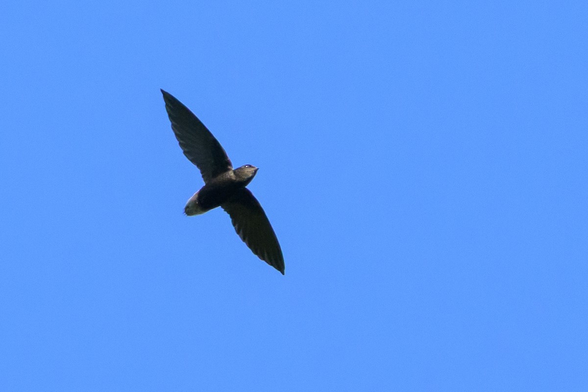 Martinet polioure - ML647468701