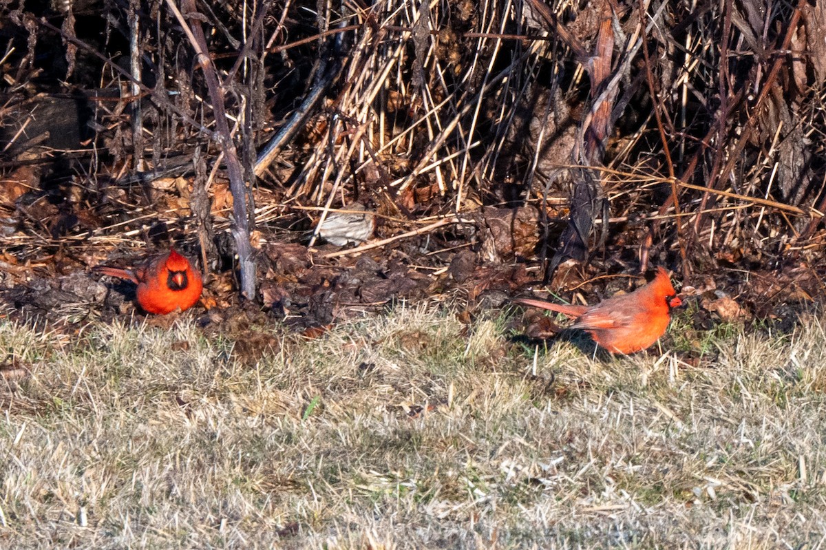 Cardinal rouge - ML647468707