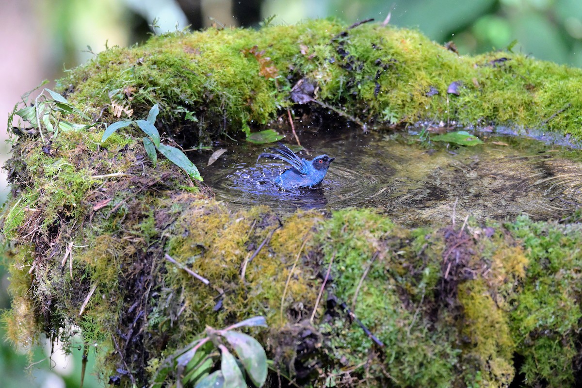 Percefleur masqué - ML647468709