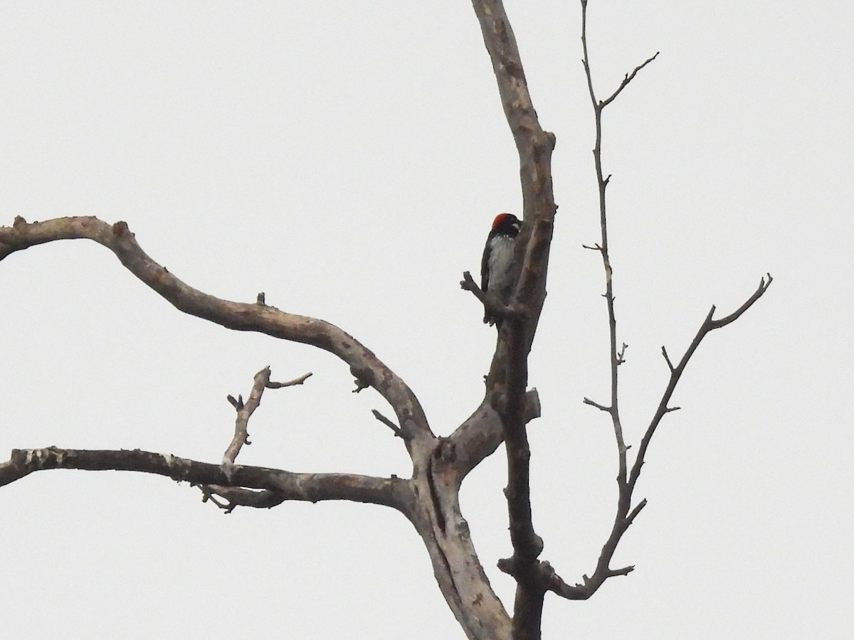 Pic glandivore - ML647468710