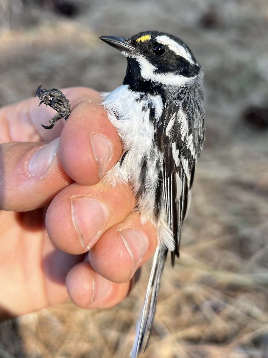 Paruline grise - ML647468713