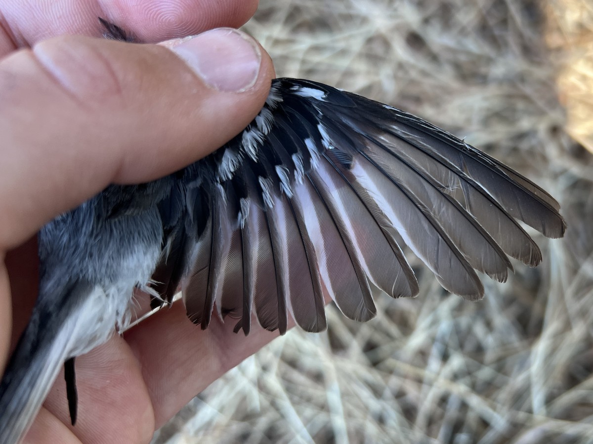 Paruline grise - ML647468714