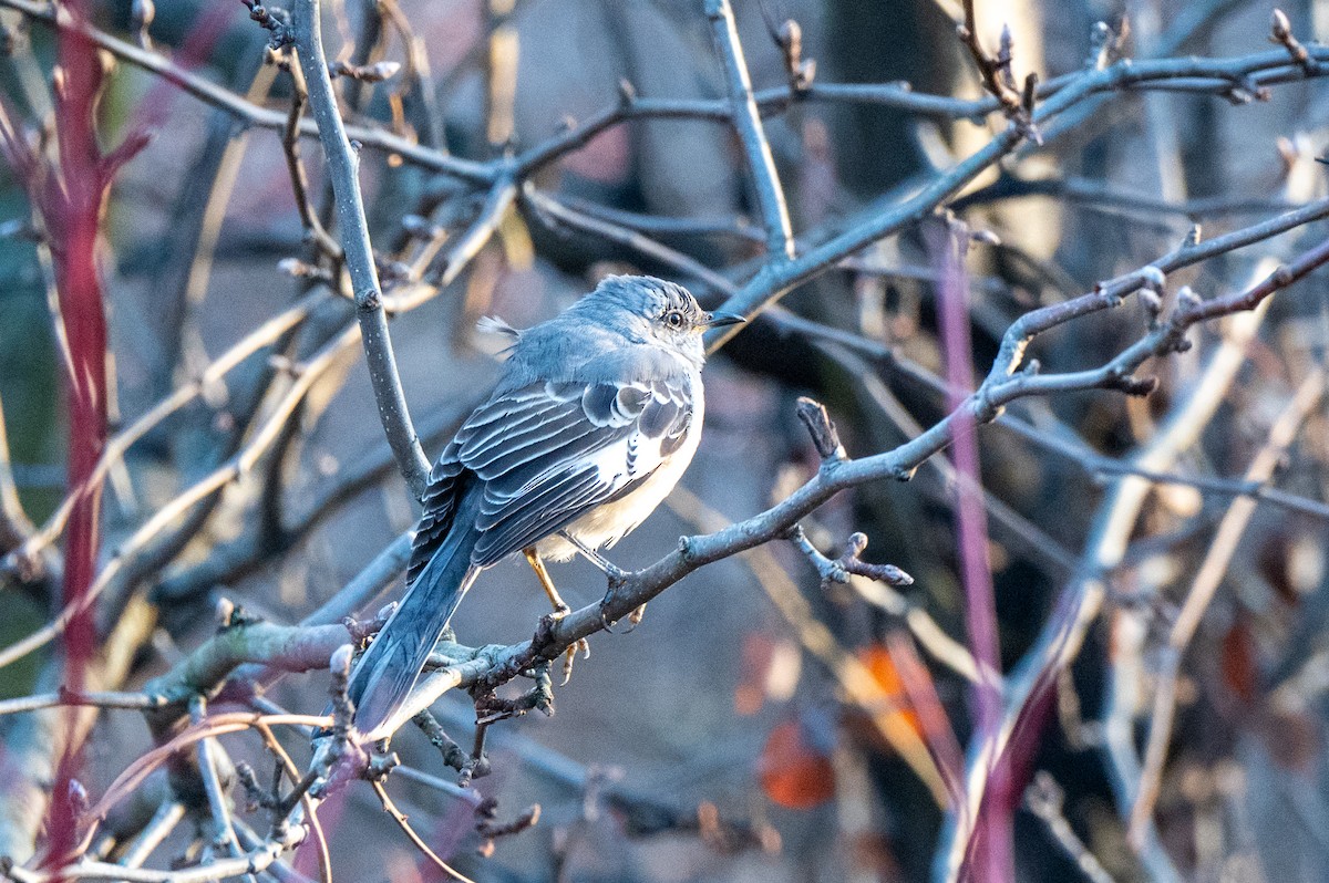 Moqueur polyglotte - ML647468716