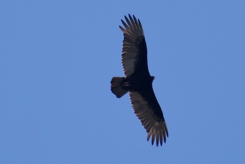 Turkey Vulture - ML647468746