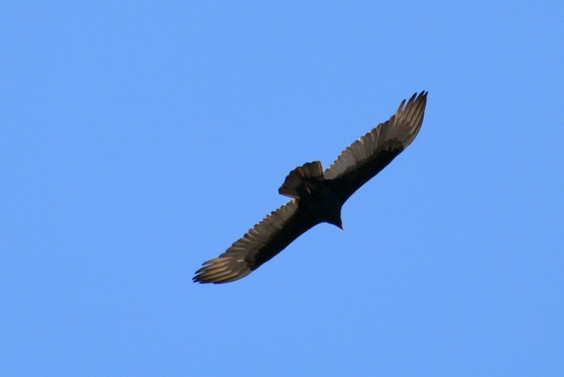 Turkey Vulture - ML647468747