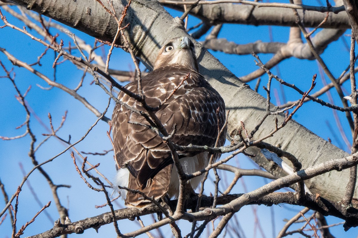 Red-tailed Hawk - ML647468748