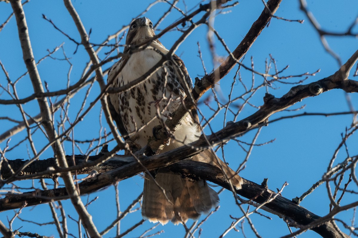 Red-tailed Hawk - ML647468749