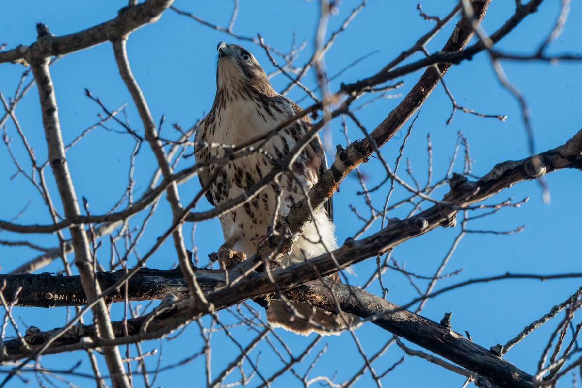 Red-tailed Hawk - ML647468751