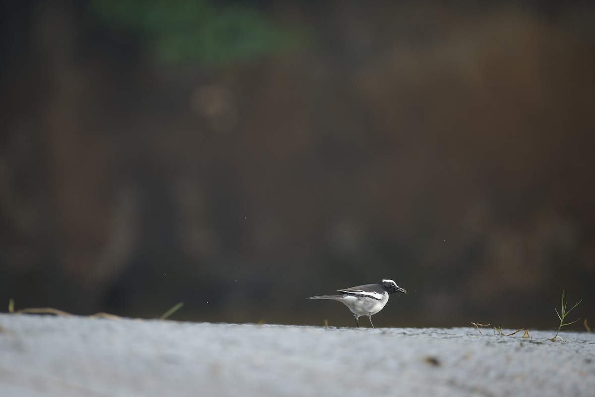 Lavandera India - ML647468756