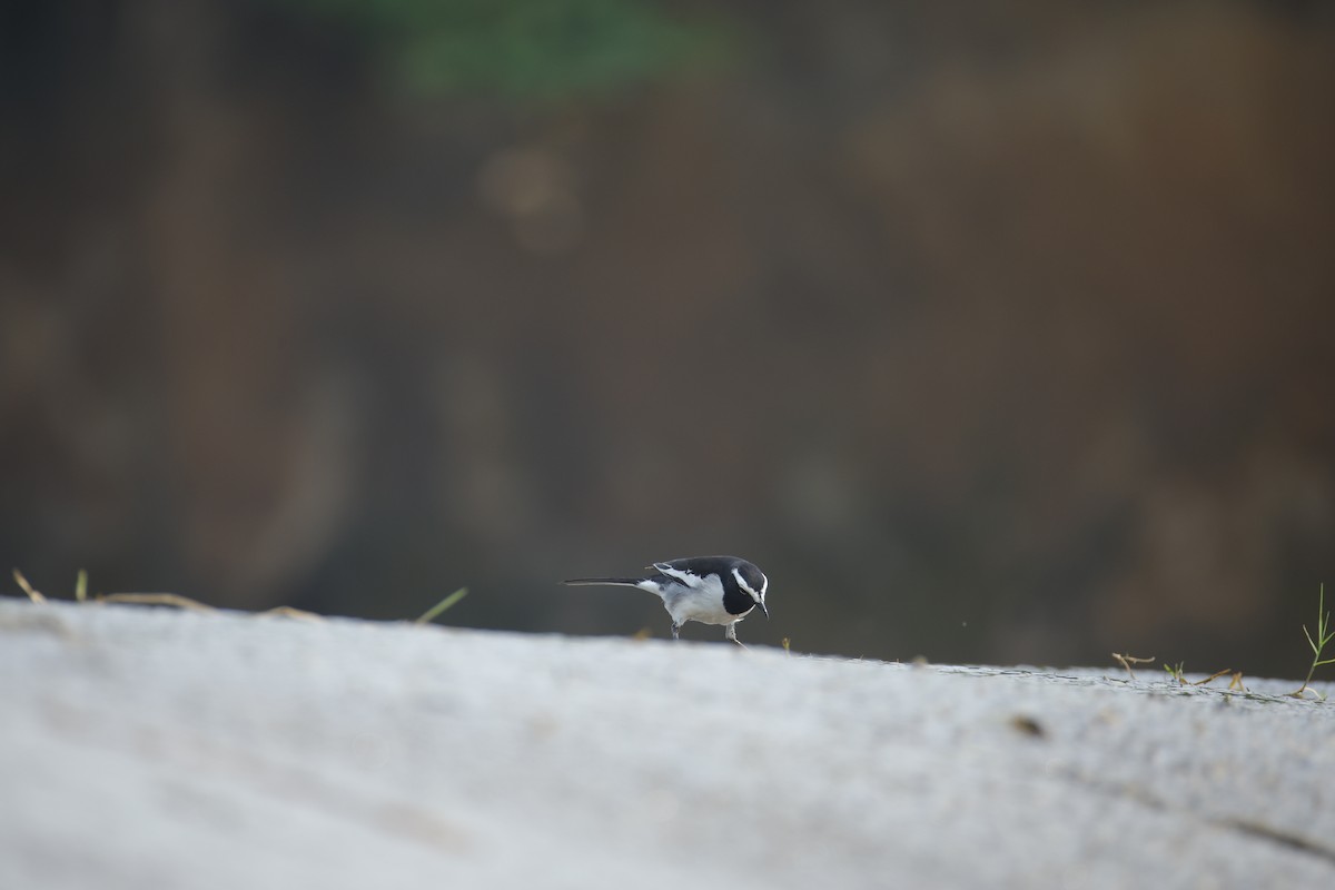 Lavandera India - ML647468757