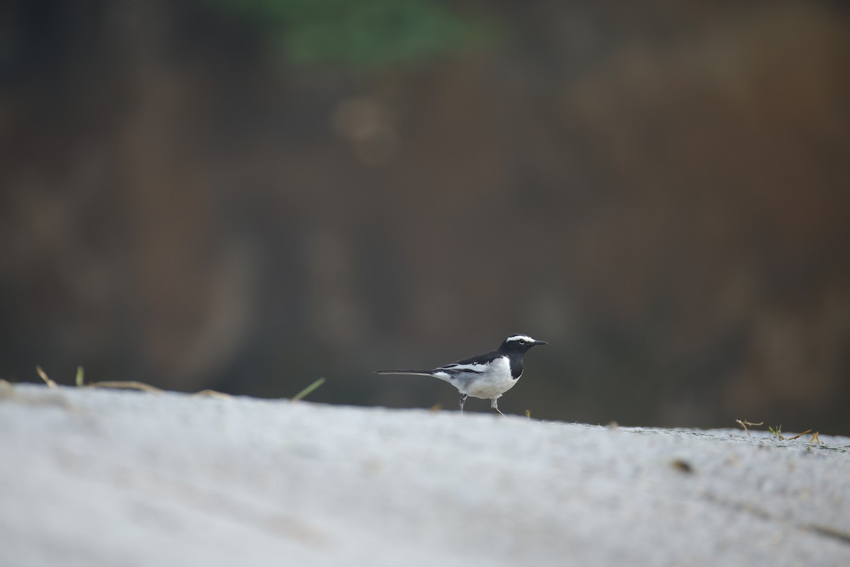 Lavandera India - ML647468758