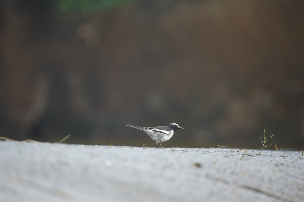 Lavandera India - ML647468759