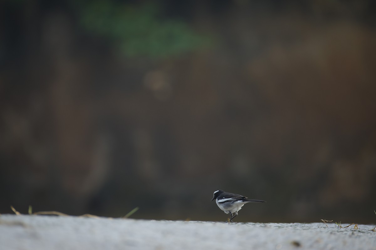 Lavandera India - ML647468760