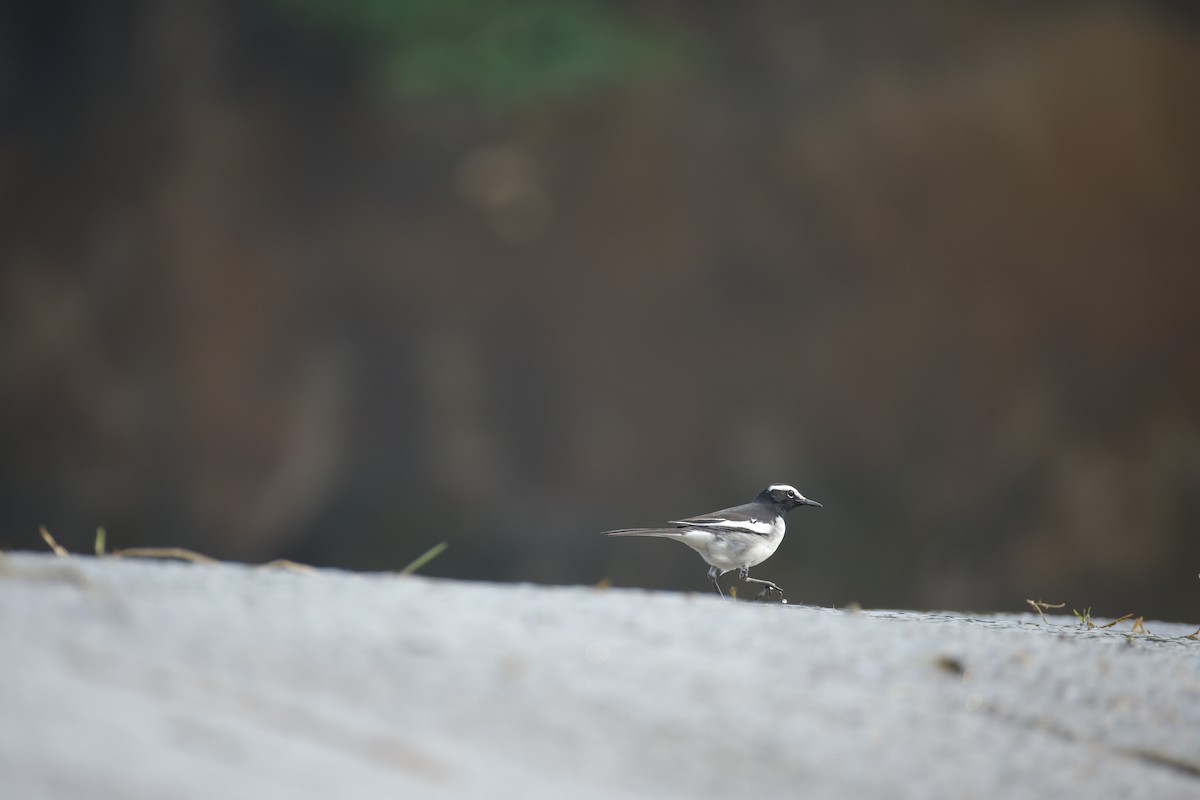 Lavandera India - ML647468761