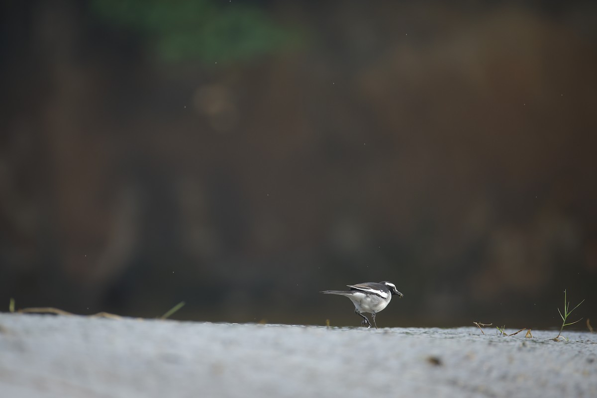 Lavandera India - ML647468762